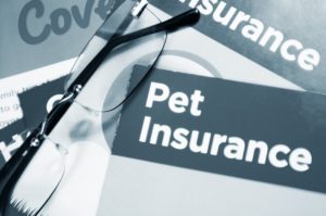 san jose pet insurance