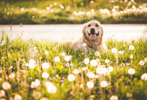 san jose pet Allergies