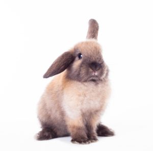A Care Guide For New Rabbits Housing & Exercise