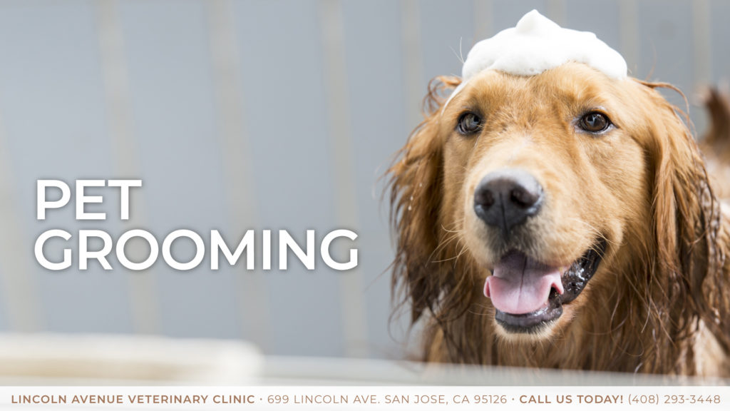 Pet Grooming in San Jose, CA in San Jose, CA Lincoln Avenue
