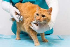Nine Signs Your Pet Could Have Diabetes