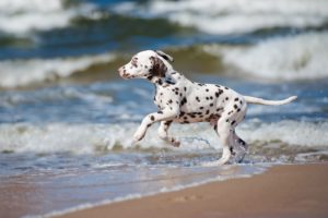 Giardia in Dogs