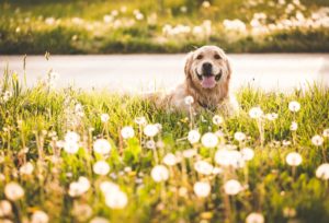 Can My Dog Have Allergies?